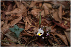 Curcuma neilgherrensis